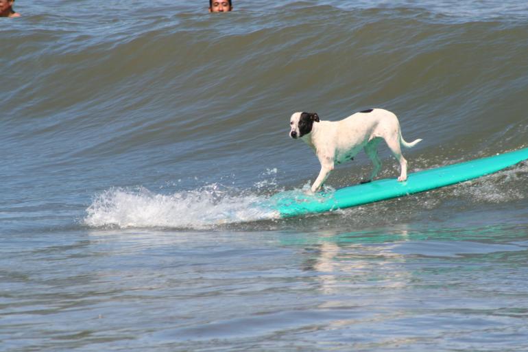 Surf lessons for dogs
